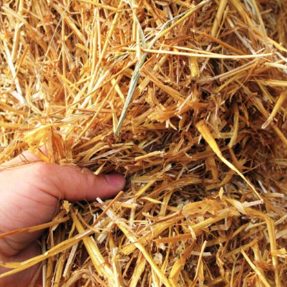 Lot de 100 Pailles Écologiques